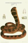 king cobra (Ophiophagus hannah)