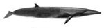 sei whale (Balaenoptera borealis)