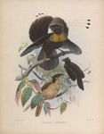 western parotia, Arfak parotia (Parotia sefilata)