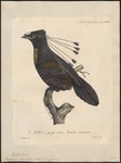 western parotia, Arfak parotia (Parotia sefilata)