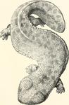 Japanese giant salamander (Andrias japonicus)