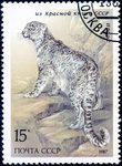 snow leopard, ounce (Panthera uncia syn. Uncia uncia)