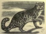 snow leopard, ounce (Panthera uncia syn. Uncia uncia)