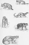 ...at (Felis silvestris cafra), jaguarundi (Puma yagouaroundi), cheetah (Acinonyx jubatus), jaguar 