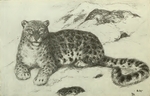 snow leopard, ounce (Panthera uncia syn. Uncia uncia)