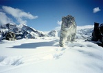 snow leopard, ounce (Panthera uncia syn. Uncia uncia)