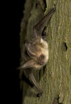 grey long-eared bat (Plecotus austriacus)