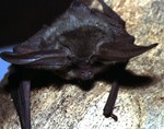 grey long-eared bat (Plecotus austriacus)