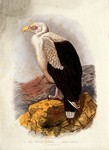 palm-nut vulture, vulturine fish eagle (Gypohierax angolensis)