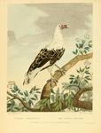 palm-nut vulture, vulturine fish eagle (Gypohierax angolensis)