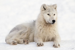 Arctic wolf (Canis lupus arctos)