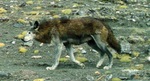 Tibetan wolf, woolly wolf (Canis lupus chanco)