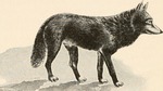 Tibetan wolf, woolly wolf (Canis lupus chanco)