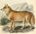 Tibetan wolf, woolly wolf (Canis lupus chanco)