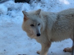 Vancouver Island wolf (Canis lupus crassodon)