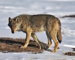 steppe wolf (Canis lupus campestris)