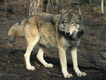 steppe wolf (Canis lupus campestris)