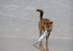 dingo (Canis lupus dingo)