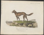 dingo (Canis lupus dingo)