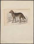 dingo (Canis lupus dingo)