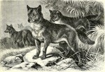 dingo (Canis lupus dingo)