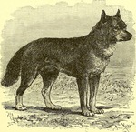 dingo (Canis lupus dingo)