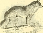 dingo (Canis lupus dingo)