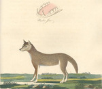 dingo (Canis lupus dingo)