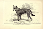 dingo (Canis lupus dingo)