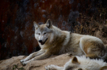 Himalayan wolf (Canis lupus chanco, syn. Canis himalayensis)