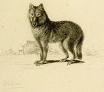 Japanese wolf (Canis lupus hodophilax)