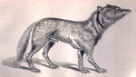 Japanese wolf (Canis lupus hodophilax)