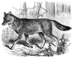 Japanese wolf (Canis lupus hodophilax)