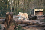 Hudson Bay wolf (Canis lupus hudsonicus)