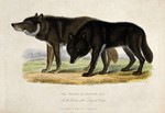 Hudson Bay wolf (Canis lupus hudsonicus)