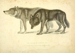 Hudson Bay wolf (Canis lupus hudsonicus)