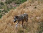 Italian wolf (Canis lupus italicus)