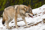 Eurasian wolf (Canis lupus lupus)