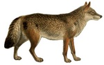 Eurasian wolf (Canis lupus lupus)