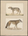 Eurasian wolf (Canis lupus lupus)