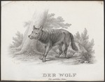 Eurasian wolf (Canis lupus lupus)