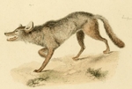 eastern wolf (Canis lupus lycaon, Canis lycaon)
