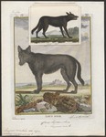 eastern wolf (Canis lupus lycaon, Canis lycaon)