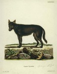 eastern wolf (Canis lupus lycaon, Canis lycaon)