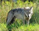 Great Plains wolf (Canis lupus nubilus)