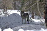northwestern wolf (Canis lupus occidentalis)