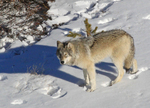 northwestern wolf (Canis lupus occidentalis)