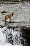 northwestern wolf (Canis lupus occidentalis)