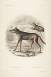 northwestern wolf (Canis lupus occidentalis)