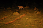 Indian wolf (Canis lupus pallipes)